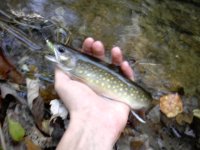 unnamed stream 9 inch brookie.jpg