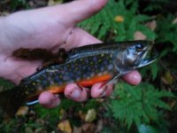 October 2006 Colorful Brookie 12x16 024 1040p.jpg