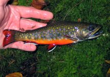 Most Colorful Brookie 1040p.jpg