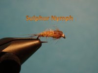 Sulphur Nymph.jpg