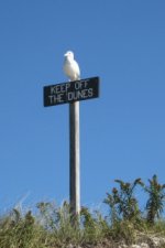 A Bored Seagull.  Where's the Bait.jpg