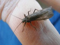 3-19-2010 048 black taeniopteryx stonefly.jpg