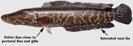 Northern Snakehead.jpg