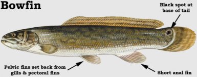 Bowfin.jpg