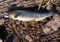 Brown_cought_on_CARPET_fly_proven_pattern_by_Skybay_Allegheny_River.jpg