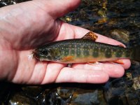 Michaux Brookie 2.jpg