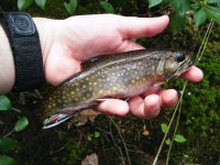 Michaux Brookie 3.jpg