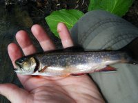 Michaux Brookie 4.jpg