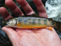 Michaux Brookie 5.jpg