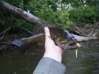 Bass on the popper.web.JPG