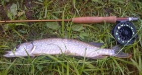 Pickerel Aug 3rd (450x241).jpg