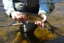 rapid river chub.jpg