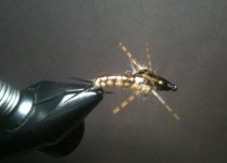 Golden Stonefly Nymph.jpg