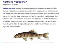 northern hogsucker.JPG