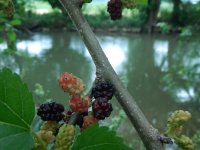 Mulberry 1.jpg