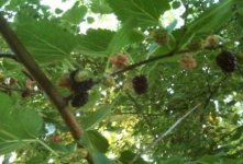 Mulberries.jpg