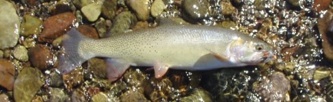 Snake River Finespotted Cutthroat Trout.jpg