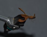 crayfish1.jpg