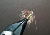 Caddis Emerger 2.jpg