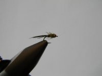 pheasant tail.jpg