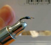 bwo nymph close up.JPG