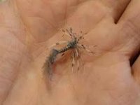 soft hackle reverse.JPG