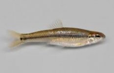 bluntnose minnow (400x258).jpg