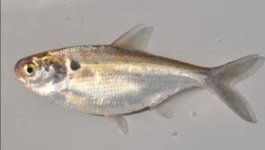 gizzard shad (400x227).jpg