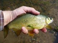 golden shiner (400x296).jpg