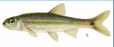 spot tail shiner (400x165).jpg