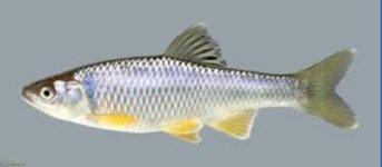 spotfin shiner (400x175).jpg