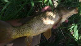 Bristle Leech Carp 2.JPG