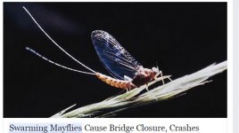 6-14-2015 9-27-31 PM.jpg mayfly.jpg