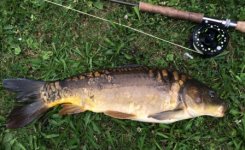 Mirror Carp.JPG