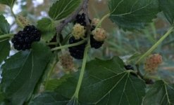 Ripened Mulberries.JPG