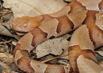 Copperhead.png