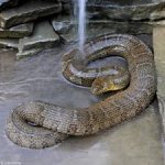 Water Snake.jpg