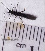 Capniidae (Snowfly) Adult.jpg