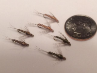 Biot Baetis nymphs.png