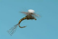 Brook's sprout emerger.jpg