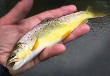 Pure-Wild -Trout from Spring Creek-Friday-5-20-16.jpg