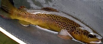 1st trout of 2017.jpg