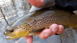 First Trout of 2017.jpg
