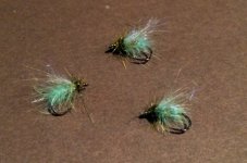 Caddis Pupa.JPG