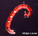 Red Midge Larva.jpeg