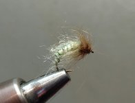 Caddis pupa.jpg