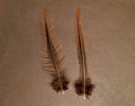 Trimmed hackle.JPG