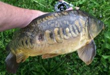 Mirror Carp.JPG