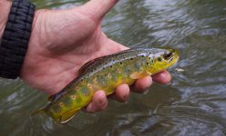First Trout, Spring Creek, Centre, Co, PA, Canyon Pool, , May 21th, 2017.jpg
