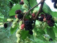 Mulberries.JPG